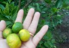 Jadi ini Jeruk Apa, Dong?