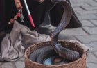 Apa itu Cobra Effect?