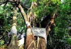 Prabangkara: Penyembah Pohon