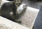 Upps, ketahuan!