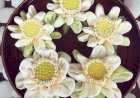 #BEYOUTHEEFULL (janmadin mubaarak Lily)