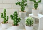 Membuat Kaktus Mini Hias