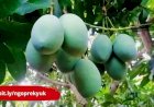 5 Cara Agar Pohon Mangga Cepat Berbuah