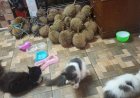Kucing dan Duren