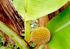 Pisang vs Durian