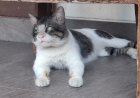 Maafin aku Pler