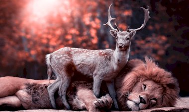 TENANG DENGAN GIGI BERLUBANG ITU IBARAT SALAH MASUK KANDANG