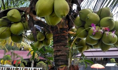 BERENANG BERSAMA HUJAN