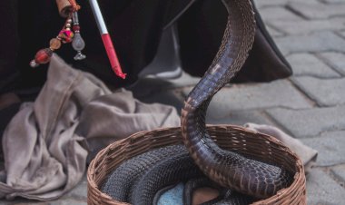 Apa itu Cobra Effect?