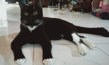 PANLEUKOPENIA SURVIVOR