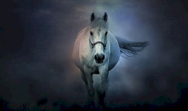 Kuda Yang Membelah Malam