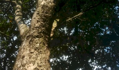 Salam dari Mbah Putri