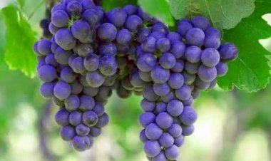 Janda adalah buah yang terlarang