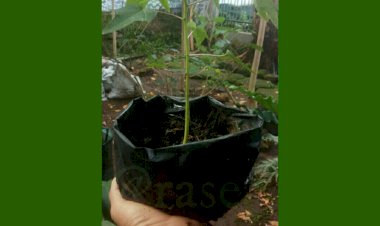 Barter, Yuk?