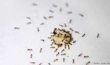 Berbagi Gula dengan Semut