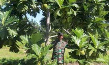 Pohon Sukun