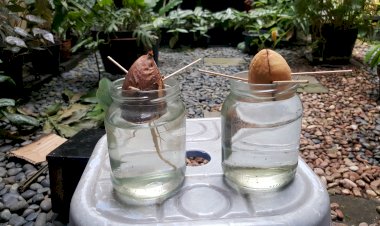 Belajar Kehidupan dari Bercocok Tanam