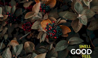 RAHASIA PERCIKAN PARFUM