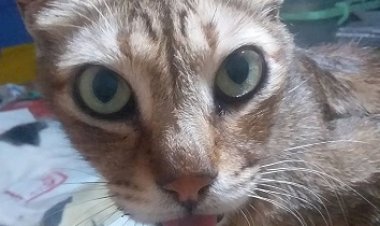 Aha, Kamu Ketahuan...