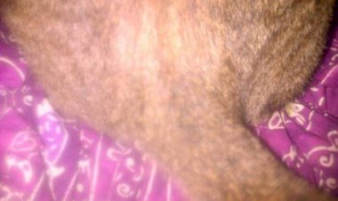 Rejekiku dari Silitmu