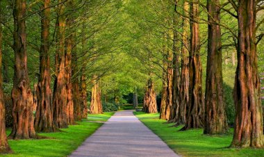 Di Bawah Pohon Rindang
