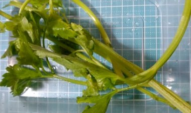 Seledri & Ceker Ayam