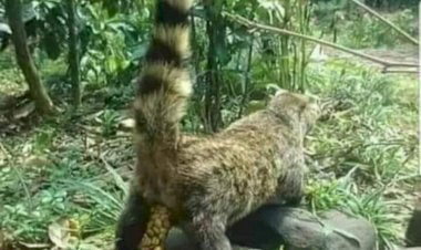 Paradoxurus Hermaphroditus