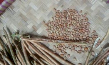 Kacang Tholo Mau Juga Jadi Selebriti