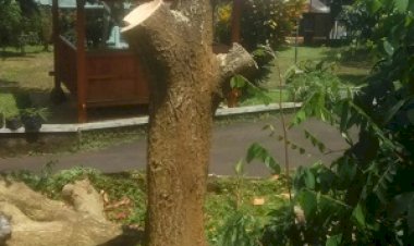 Tangisan Pohon Kelor