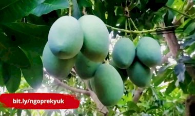 5 Cara Agar Pohon Mangga Cepat Berbuah