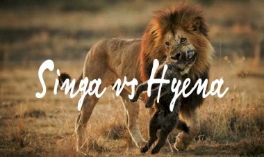 SINGA JANTAN VS SEKAWANAN HYENA