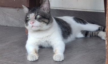 Maafin aku Pler