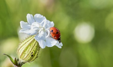 Paper Bag Penuh Cinta