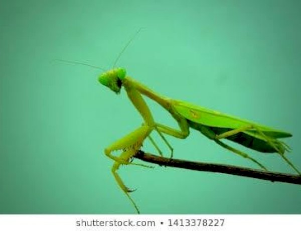 Cinta Sejati Sejagad