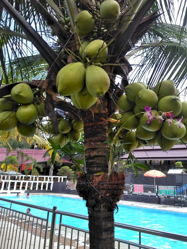 BERENANG BERSAMA HUJAN