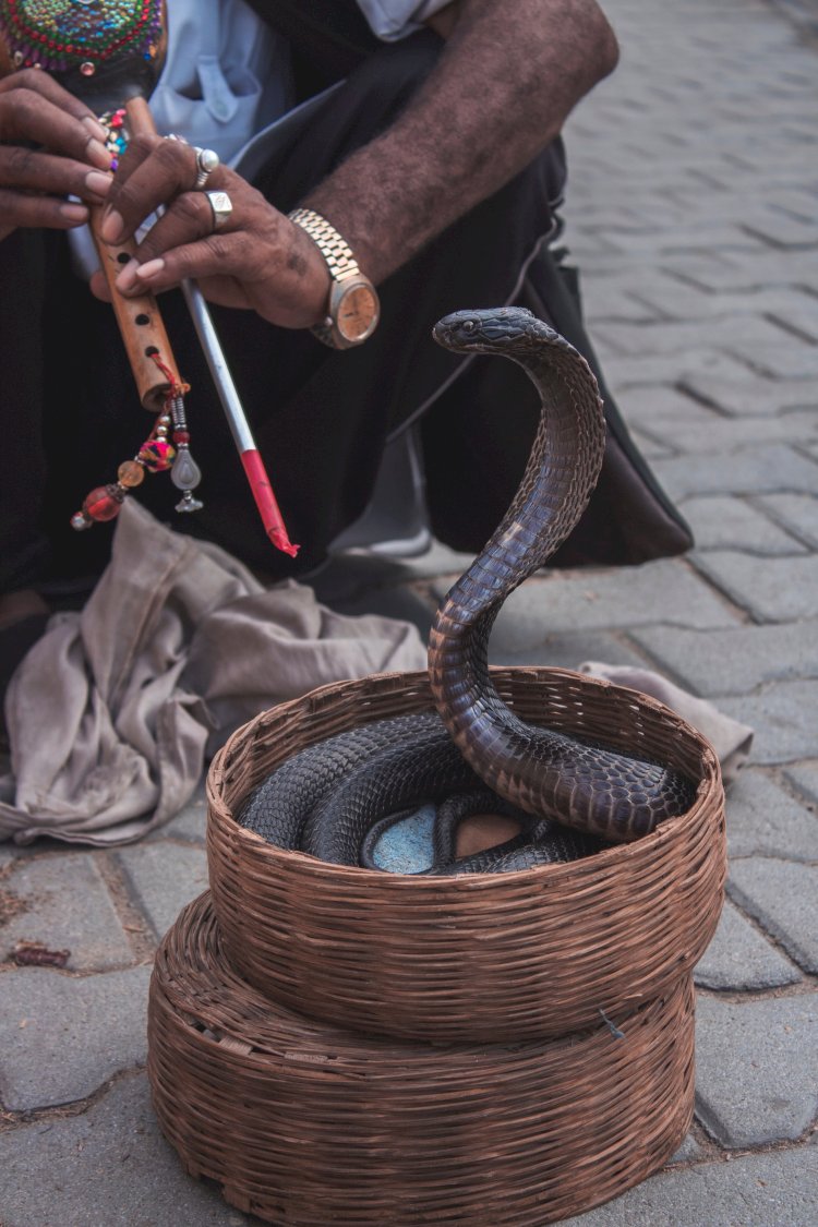 Apa itu Cobra Effect?