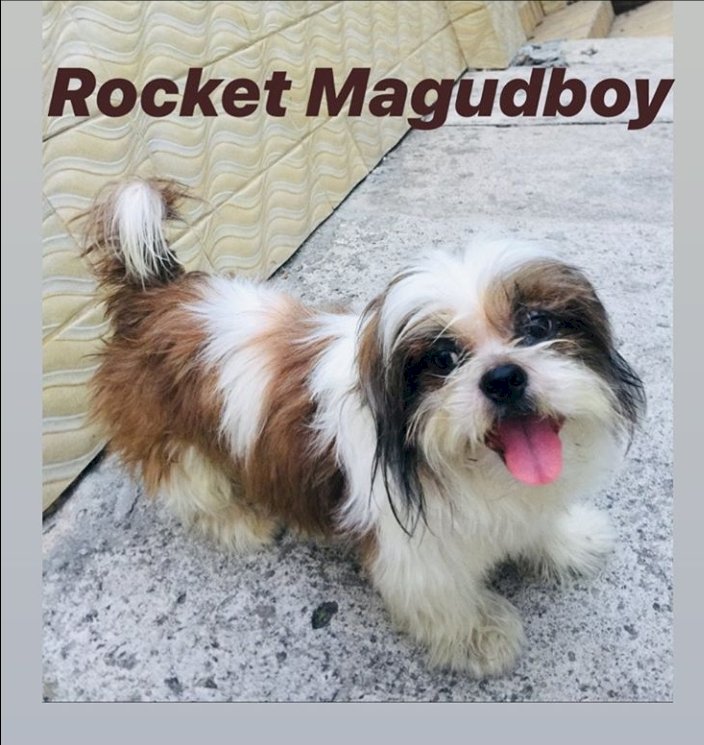 ROCKET MAGUDBOY