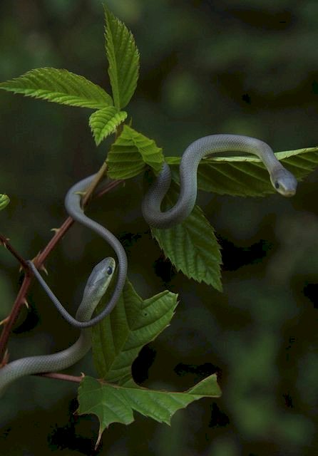 Sepenggal Cerita di Kebun Cengkeh