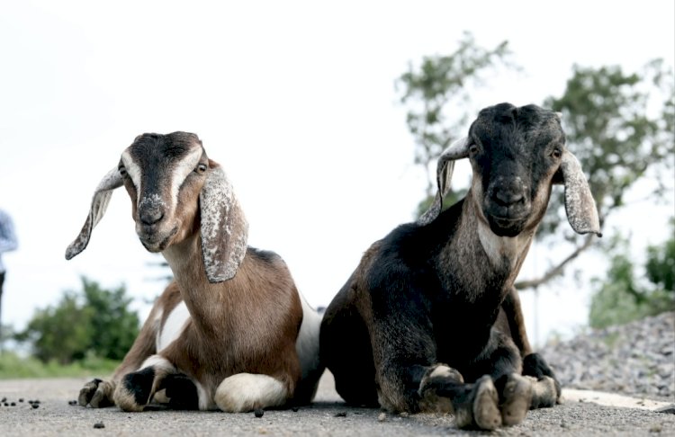 MANA KAMBING SAYA