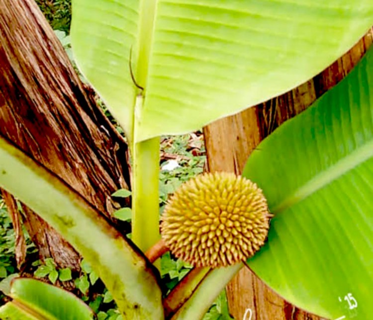 Pisang vs Durian